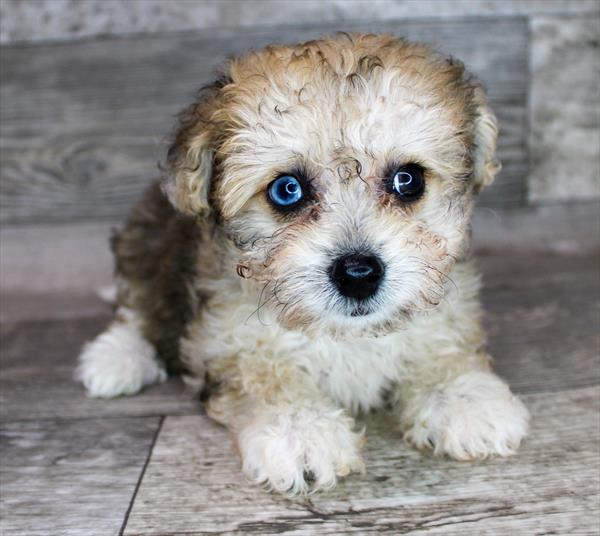 Puppies For Sale in Middletown NJ Select A Puppy